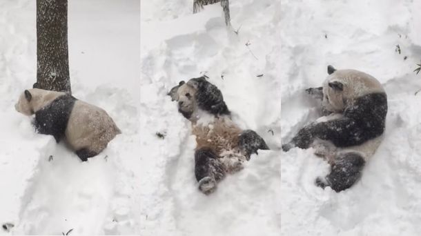 Un oso panda disfrutó a pleno de la tormenta de nieve Jonas en Estados Unidos