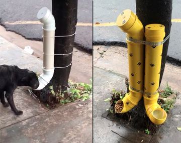 Creó un comedor para perros callejeros y se hizo viral