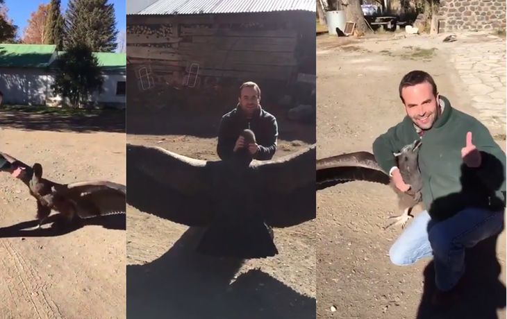 VIDEO: La historia detrás del cóndor que se volvió viral