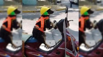 El perro viaja con casco, chaleco y orejeras El perro viaja con casco, chaleco y orejeras
