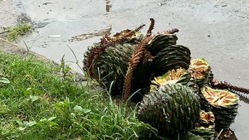 santa fe: alerta por la caida de pinas de hasta 4 kilos desde araucarias centenarias santa fe: alerta por la caida de pinas de hasta 4 kilos desde araucarias centenarias