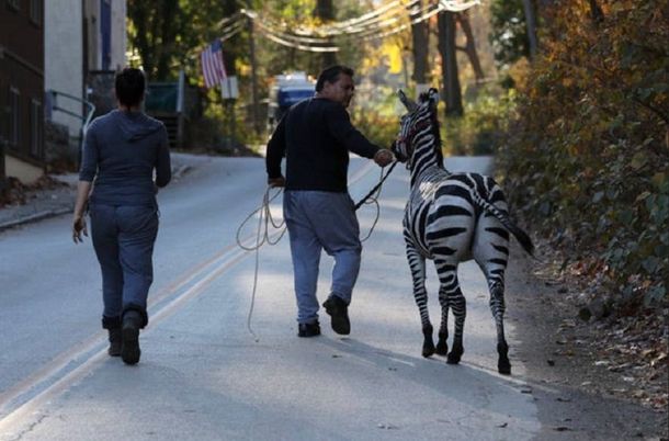 VIDEO: A lo Jumanji, dos cebras causaron caos en las calles de Filadelfia