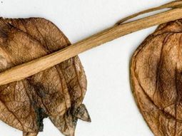 Encontraron al tomate más antiguo de la historia Encontraron al tomate más antiguo de la historia