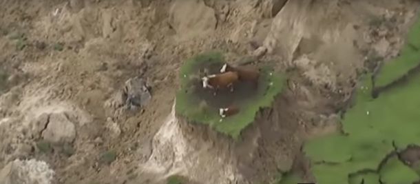 Tres vacas atrapadas tras el terremoto de Nueva Zelanda