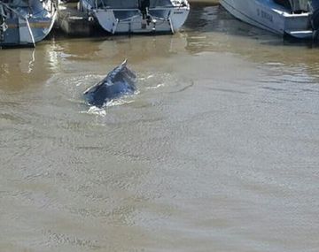 ¿Qué ballena es la que apareció en Puerto Madero?