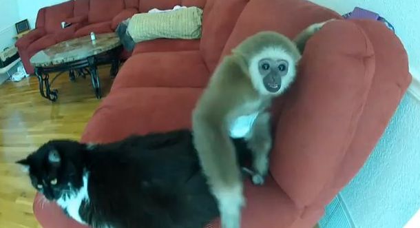 La paciencia que un gato le tiene a un inquieto monito