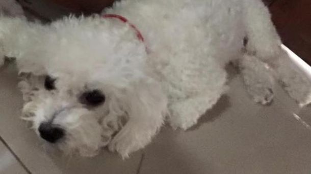 Esta perra puso a prueba la destreza de un joven, pero no evitó que la robaran 