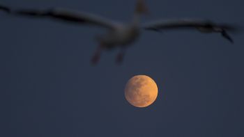 La luna llena en penumbras