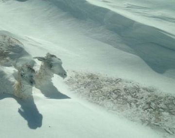 Gentileza: Diario de Cuyo