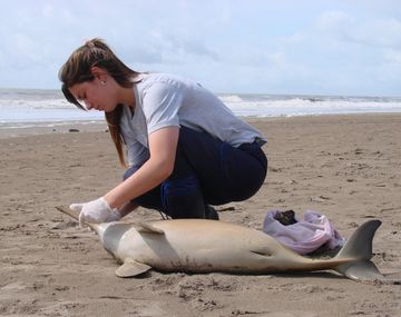 Alerta por la aparición de cuatro delfines muertos en la Costa
