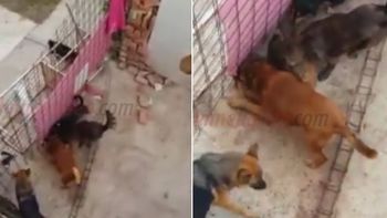 macabro: perros en estado de abandono se matan entre si macabro: perros en estado de abandono se matan entre si