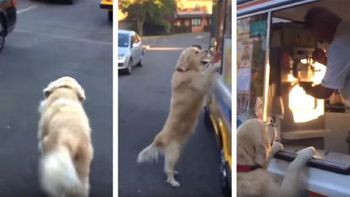 zach, el perro que compra helado y es furor en la web zach, el perro que compra helado y es furor en la web