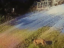 alerta en pilar por un puma suelto: el video alerta en pilar por un puma suelto: el video