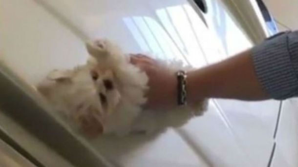 Así usa el jóven al cachorro para limpiar el auto