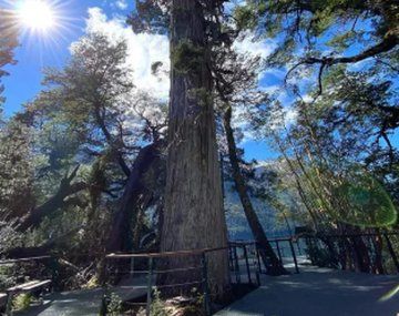 El árbol más antiguo del mundo se encuentra en el Parque Los Alerces