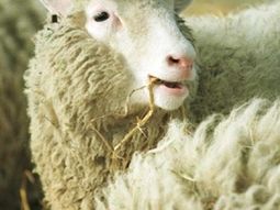 Dolly2_afp