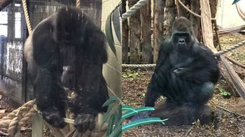 Creen que se escapó una hembra llamada Kumbuka Creen que se escapó una hembra llamada Kumbuka