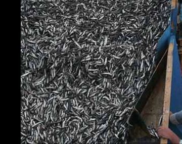 Declaran inconstitucional retenciones cobradas a una empresa pesquera