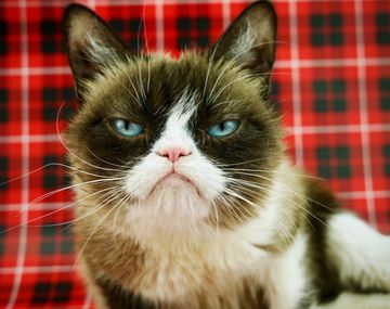 Grumpy Cat ganó un juicio una vez... y lo odia