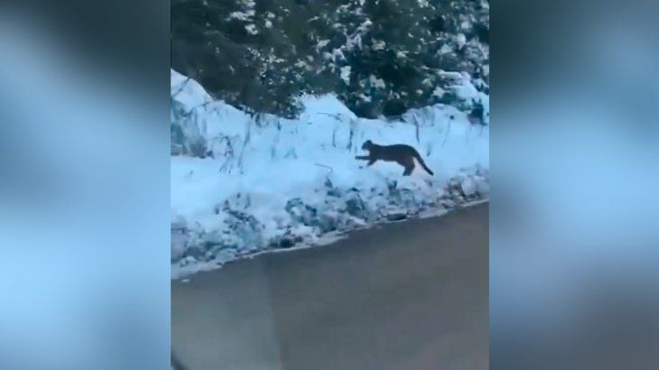 Neuquén: un puma caminaba por la ruta y sorprendió a un automovilista