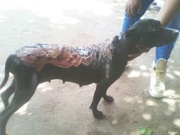 crueldad extrema: le tiraron acido a una perra prenada crueldad extrema: le tiraron acido a una perra prenada