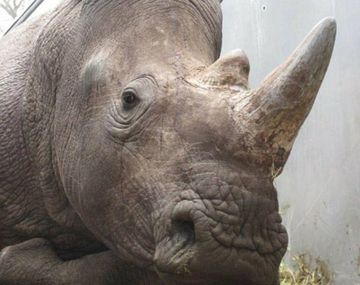 Los cazadores se llevaron el cuerno del rinoceronte