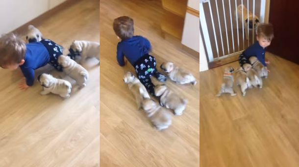 El líder de la manada: un bebé es objeto de adoración de sus cachorros de pug