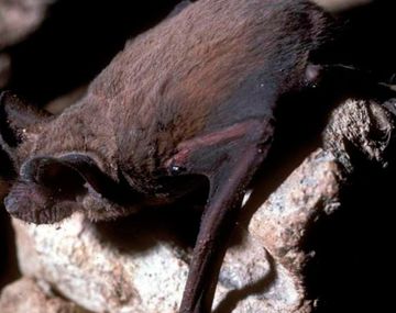 Alarma en Ezeiza: dos gatos cazaron un murciélago con rabia