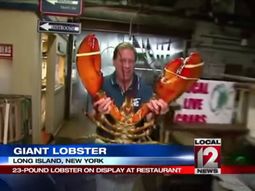 Encuentran en Nueva York una langosta de 95 años que pesa más de 10 kilos