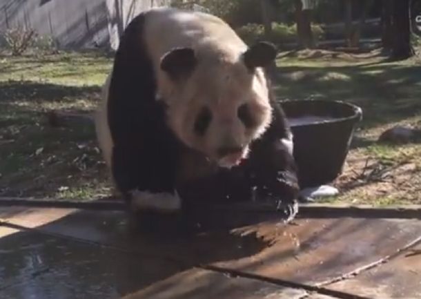 Mirá el divertido baño de espuma de un oso panda