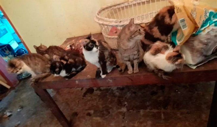 Murió una mujer que vivía con 50 gatos: les buscan un hogar