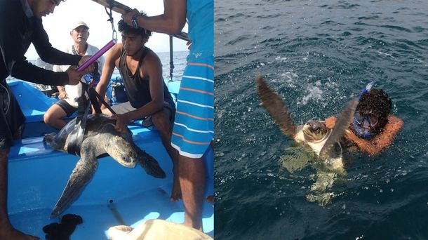 Rescataron a una tortuga marina que tenía un sorbete atorad en la nariz