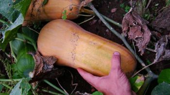 sugieren reemplazar el consumo del zapallo anco sugieren reemplazar el consumo del zapallo anco