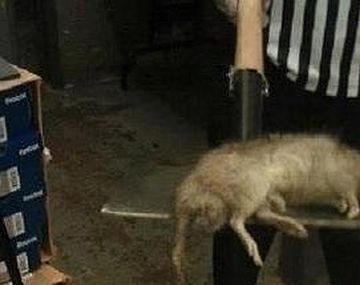 Gambia rat gets down at the bronx