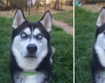 Este perro es pura decepción después de que su dueña le hiciera una broma
