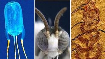 Animales Raros 2012 Animales Raros 2012