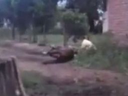 Filman la brutal paliza de un domador a un caballo