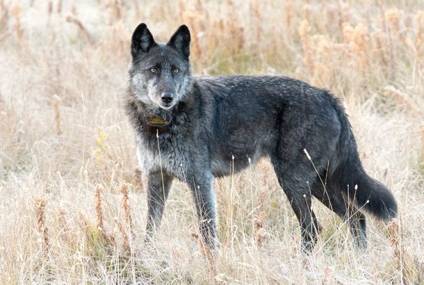 Un cazador mató a la loba más famosa del Parque Yellowstone