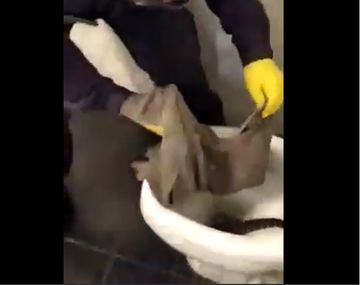 Susto en La Plata: encontró un lagarto overo en el inodoro
