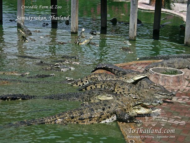 Terror en Sudáfrica por una invasión de cocodrilos