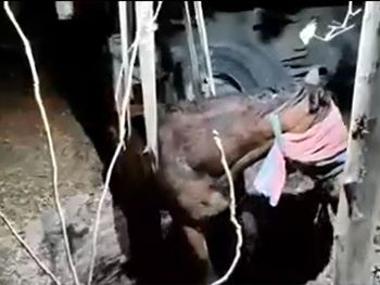 Un caballo cayó a un pozo ciego: el impresionante operativo para rescatarlo
