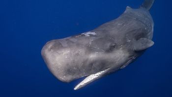 El cachalote es productor del ámbar gris. El cachalote es productor del ámbar gris.