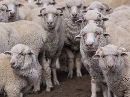 el senasa declaro la alerta sanitaria en chubut por sarna ovina el senasa declaro la alerta sanitaria en chubut por sarna ovina