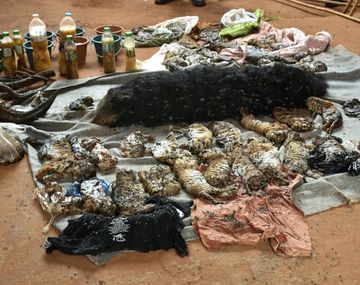 40 cachorros de tigre muertos en un templo