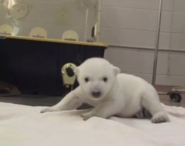 VIDEO: Los primeros pasos de un oso polar bebé