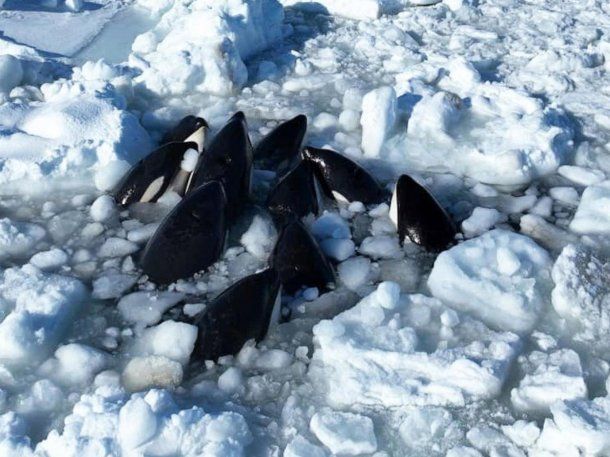 Impactante video: una manada de orcas quedó atrapada en el hielo en Japón