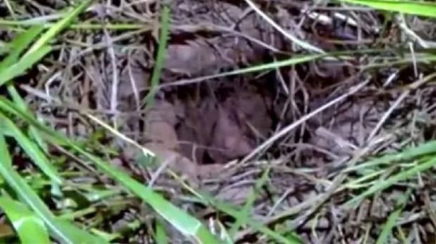 Quiso fugarse como El Chapo Guzmán y terminó atascado en un túnel