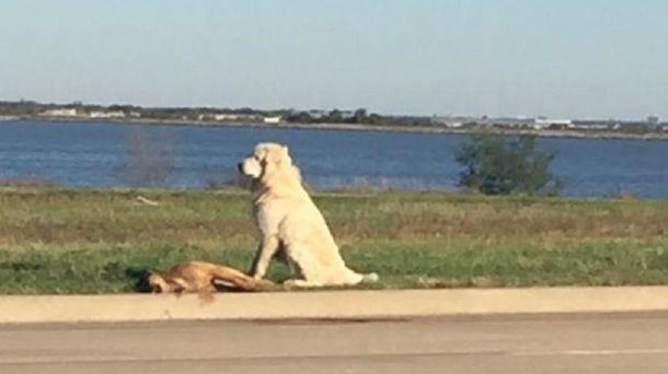 La increíble historia del perro que se niega a abandonar a su amigo muerto