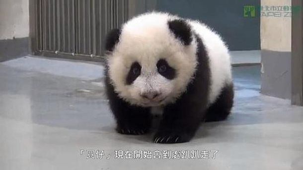 VIDEO: Un panda bebé que no tiene ganas de irse a dormir