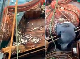 Tremenda sorpresa se llevaron los pescadores al descargar la red